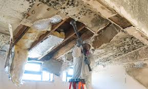 Best Black Mold Removal  in Tucson Estates, AZ